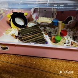 龍貓玩具在哪里可以買到 龍貓玩具在哪里可以買到 龍魚百科 第13張