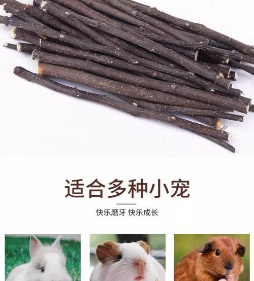 龍貓玩具在哪里可以買到 龍魚百科 第10張 龍貓玩具在哪里可以買到 龍貓玩具在哪里可以買到 龍魚百科 第10張