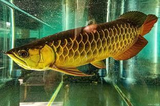 金龍魚和紅龍魚哪個(gè)更稀有？（金龍魚和紅龍魚哪個(gè)更貴？）