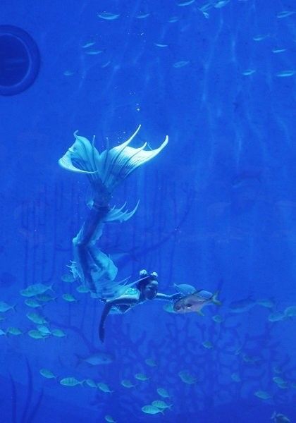 上海龍魚大賽有哪些參賽類別（上海龍魚大賽“長城杯”世界龍虎魟錦標賽報名開啟） 上海龍魚大賽有哪些參賽類別（上海龍魚大賽“長城杯”世界龍虎魟錦標賽報名開啟） 龍魚百科 第2張