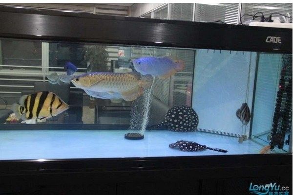 龍虎魟混養(yǎng)需要多大的魚缸？