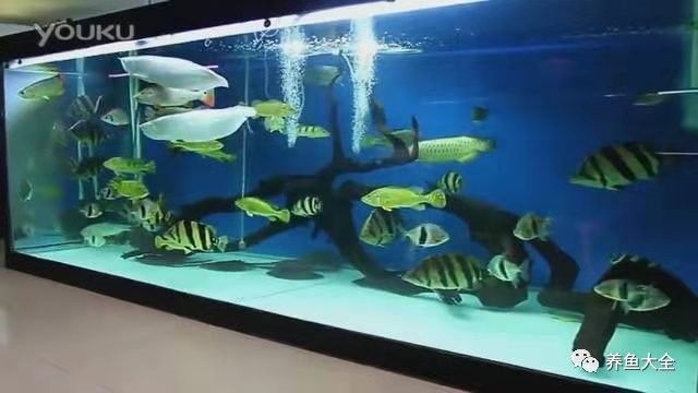 龍虎魟混養(yǎng)需要多大的魚缸？