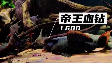 銀龍魚公母怎么分圖片大全高清，如何辨別銀龍魚公母？
