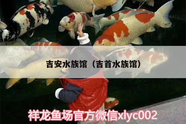 吉安水族館（<strong><mark>吉首</mark></strong>水族館）