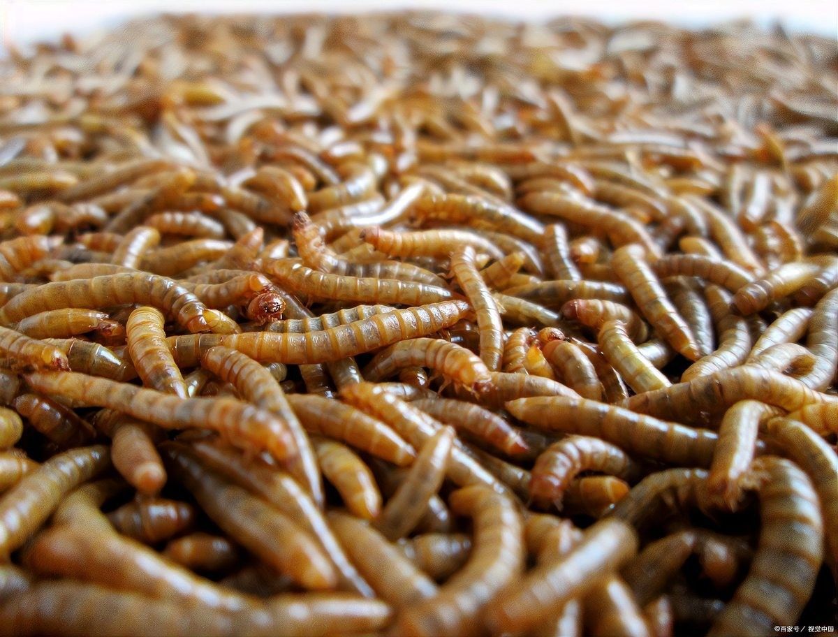 面包蟲多久清理一次？ 面包蟲多久清理一次？ 龍魚百科 第5張