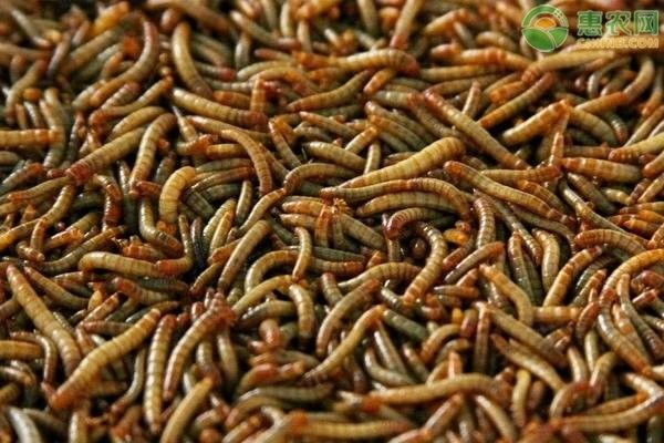 面包蟲多久清理一次？ 面包蟲多久清理一次？ 龍魚百科 第3張
