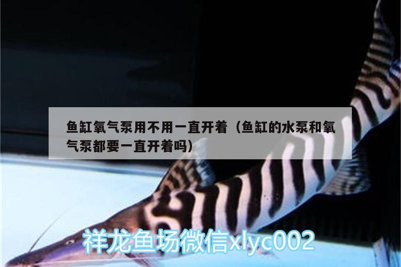 魚缸氧氣泵用不用一直開著（魚缸的水泵和氧氣泵都要一直開著嗎）