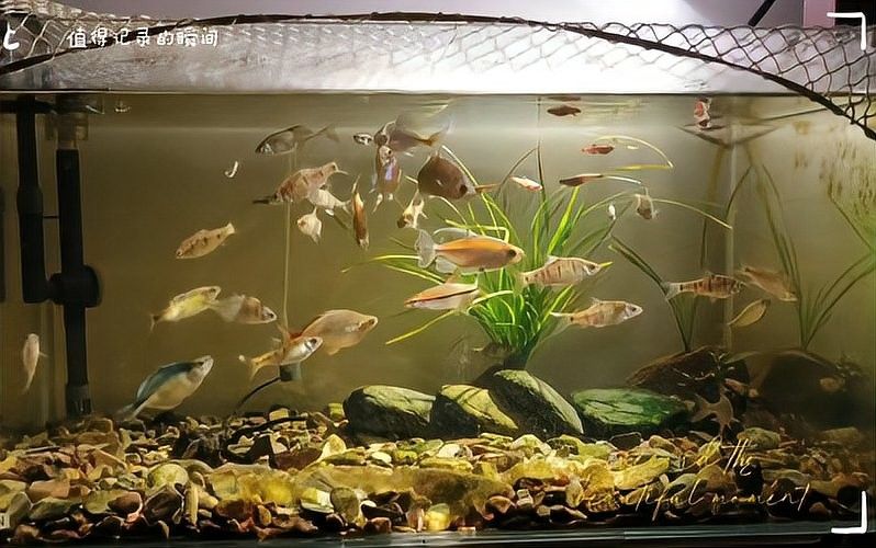 藍曼龍魚混養需要多大的魚缸 藍曼龍魚混養需要多大的魚缸 龍魚百科 第5張