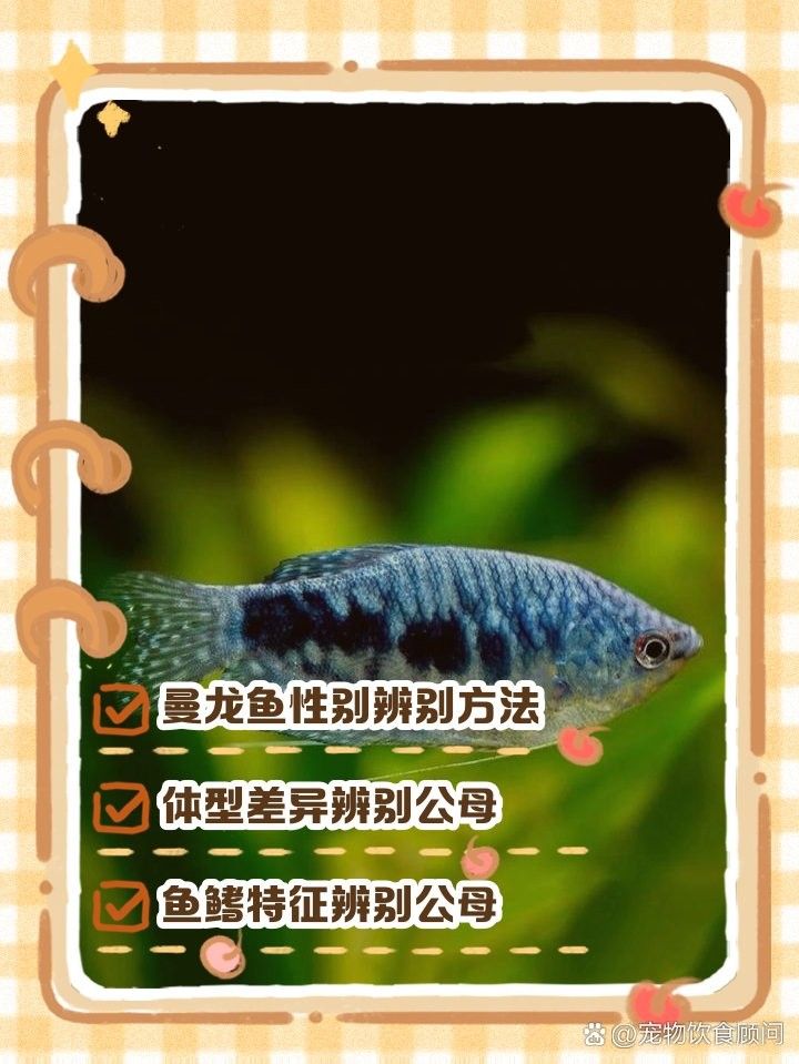 如何區分藍曼龍魚的雌雄