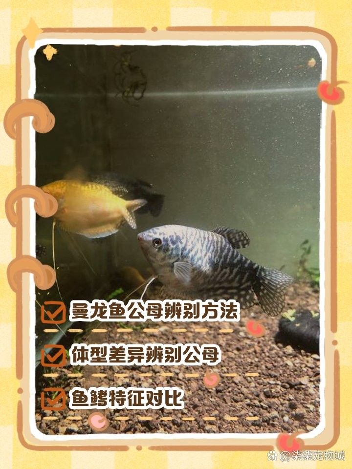 如何區分藍曼龍魚的雌雄