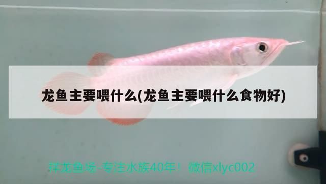 龍魚主要喂什么(龍魚主要喂什么食物好)