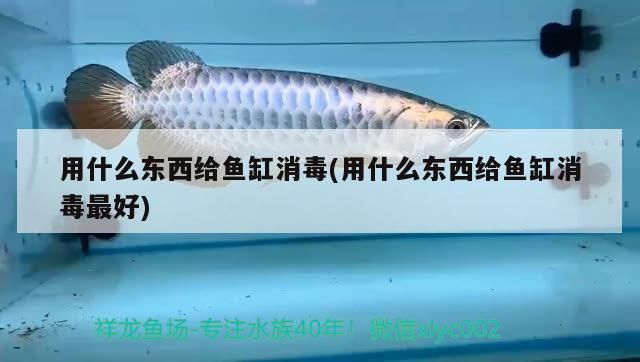 用什么東西給魚(yú)缸消毒(用什么東西給魚(yú)缸消毒最好)