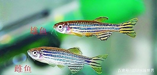 如何區分孔雀龍和孔雀魚（孔雀魚和龍有什么區別？）