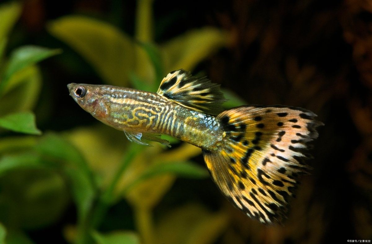 如何區分孔雀龍和孔雀魚（孔雀魚和龍有什么區別？）