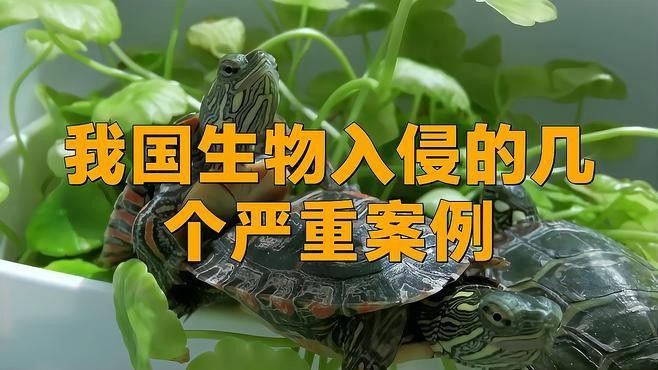 放生鱘龍魚需要多長時間提前報備？（\
