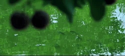 放生鱘龍魚需要多長時間提前報備？（\