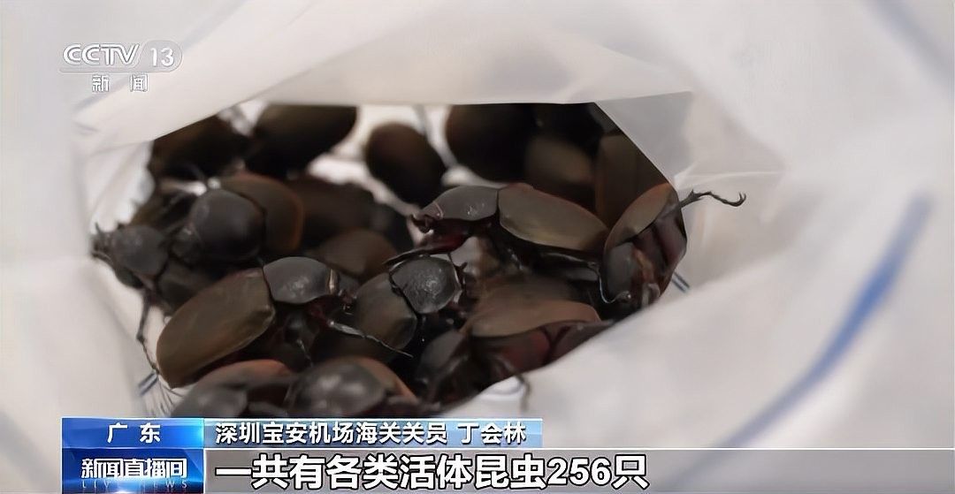 放生鱘龍魚需要多長時間提前報備？（\