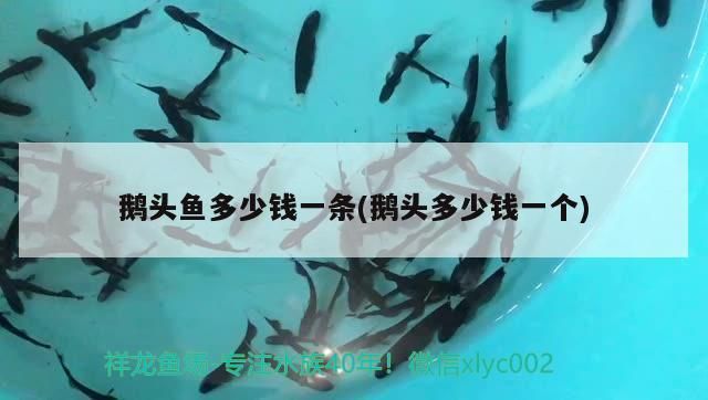 鵝頭魚多少錢一條(鵝頭多少錢一個)