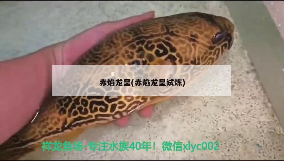龍魚干蝦有營養嗎 赤焰龍皇(赤焰龍皇試煉) 觀賞魚百科 赤焰龍皇(赤焰龍皇試煉) 赤焰龍皇(赤焰龍皇試煉) 觀賞魚百科