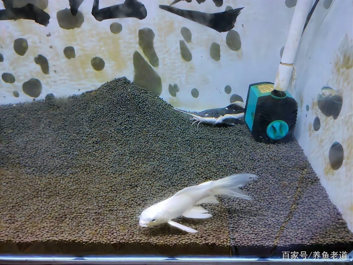 金龍魚和招財魚可以混養嗎