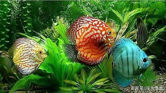 赤血辣椒紅龍魚成年后多大？（紅龍魚的壽命多長） 赤血辣椒紅龍魚成年后多大？（紅龍魚的壽命多長） 龍魚百科 第6張