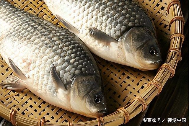金龍魚爛尾病傳染嗎？（金龍魚爛尾病傳播途徑大揭秘魚爛身會(huì)傳染嗎）
