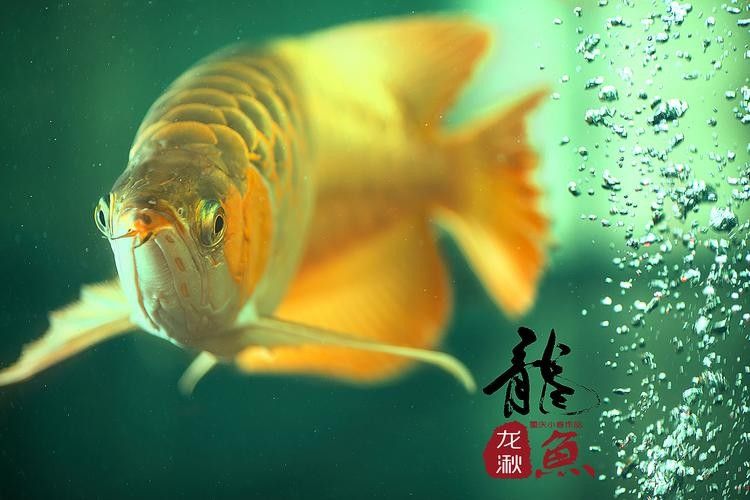 鄱陽哪個水族館龍魚好？祥龍魚場龍魚（祥龍魚場的龍魚價格如何？） 鄱陽哪個水族館龍魚好？祥龍魚場龍魚（祥龍魚場的龍魚價格如何？） 龍魚百科 第4張