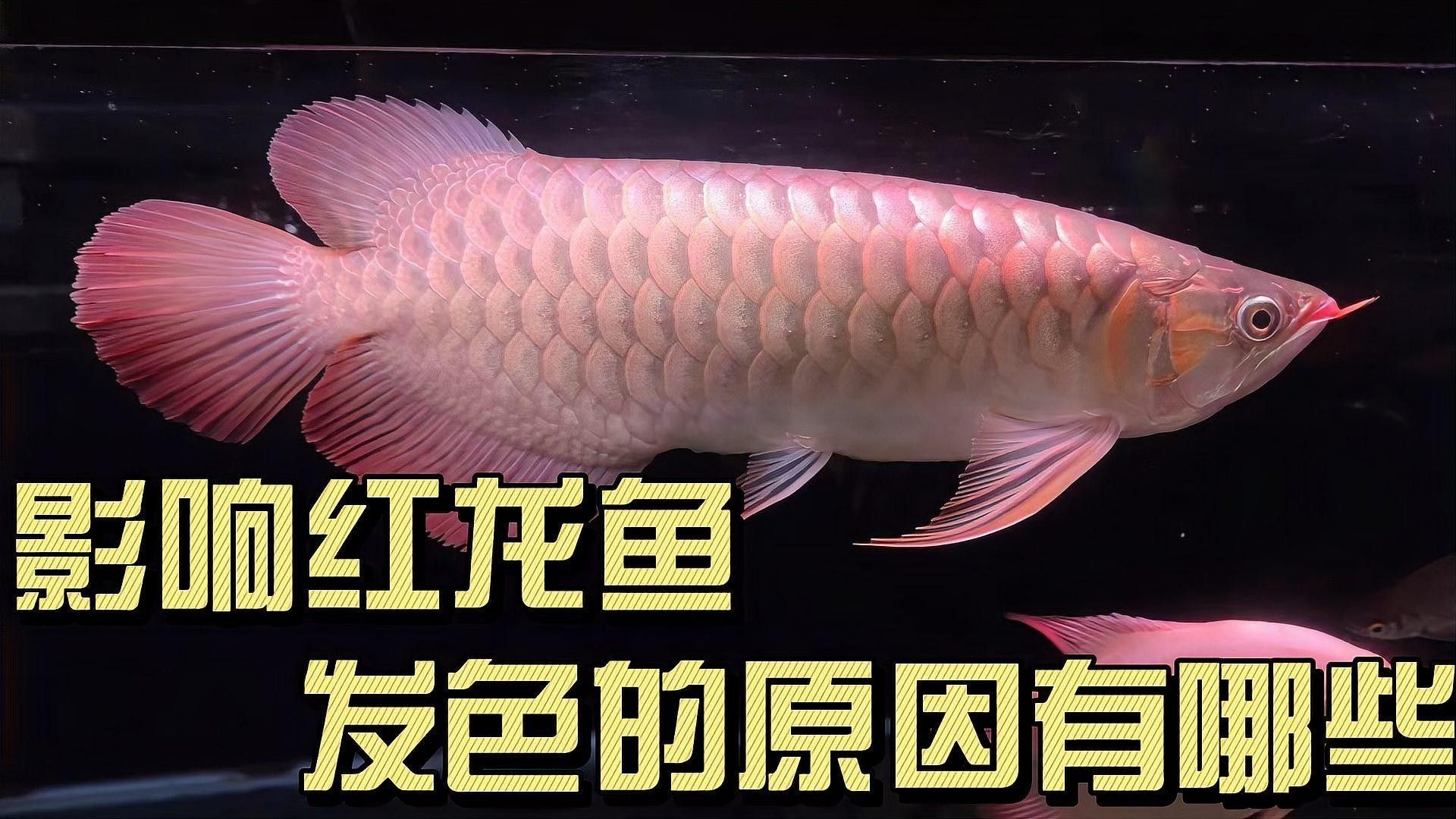 紅龍魚發色有哪些技巧