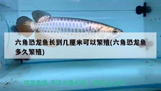 六角恐龍魚長到幾厘米可以繁殖(六角恐龍魚多久繁殖)