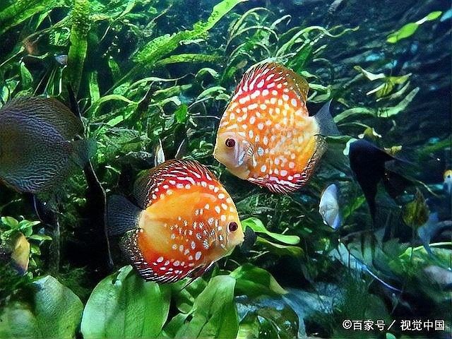 金龍魚白點病多久會死