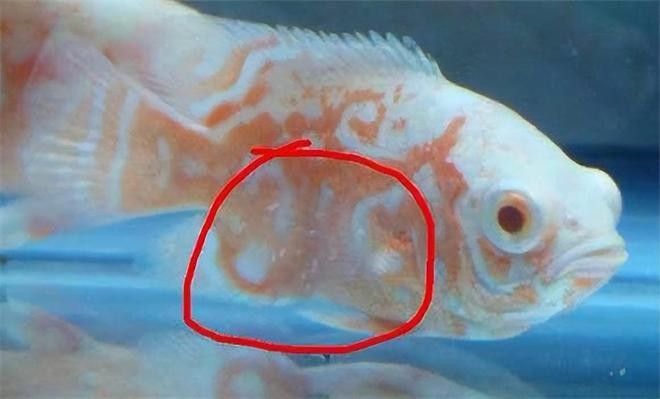 金龍魚白點病多久會死