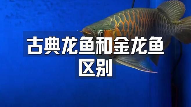 如何區(qū)分古典龍魚和普通金龍魚