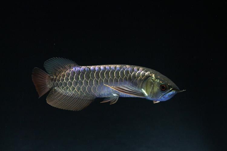 如何區(qū)分古典龍魚和普通金龍魚