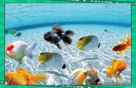 屬虎的人適合養幾條金龍魚（屬虎養幾條魚最好） 屬虎的人適合養幾條金龍魚（屬虎養幾條魚最好） 龍魚百科 第3張