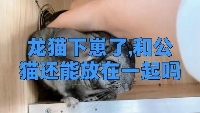 龍貓發情時可以合籠嗎？