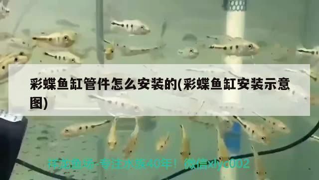 龍騰水族 觀賞魚百科 第3張 龍騰水族 龍騰水族 觀賞魚百科 第3張