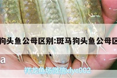 斑馬狗頭魚公母區(qū)別:斑馬狗頭魚公母區(qū)別圖