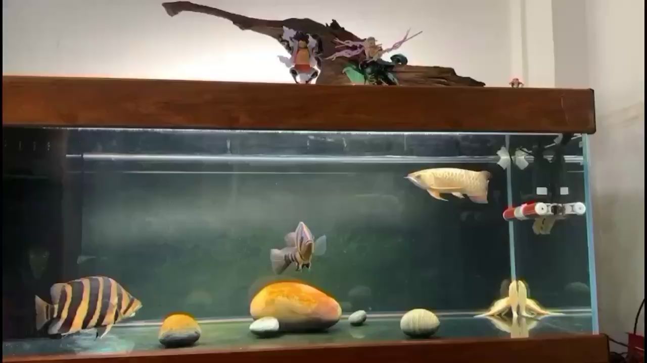 廣州觀賞魚批發市場龍虎匯 廣州觀賞魚批發市場龍虎匯 觀賞魚百科 第1張