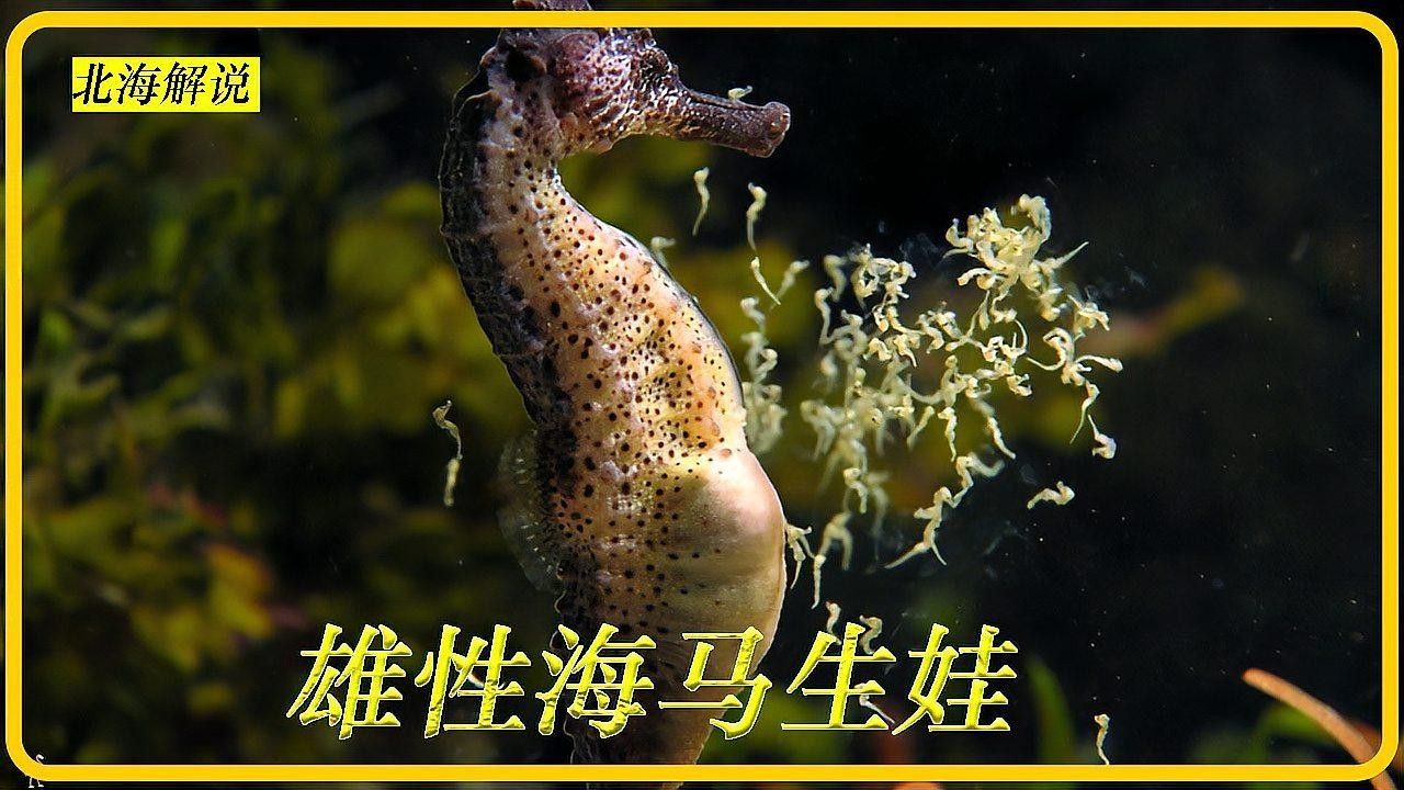 海龍魚如何繁殖