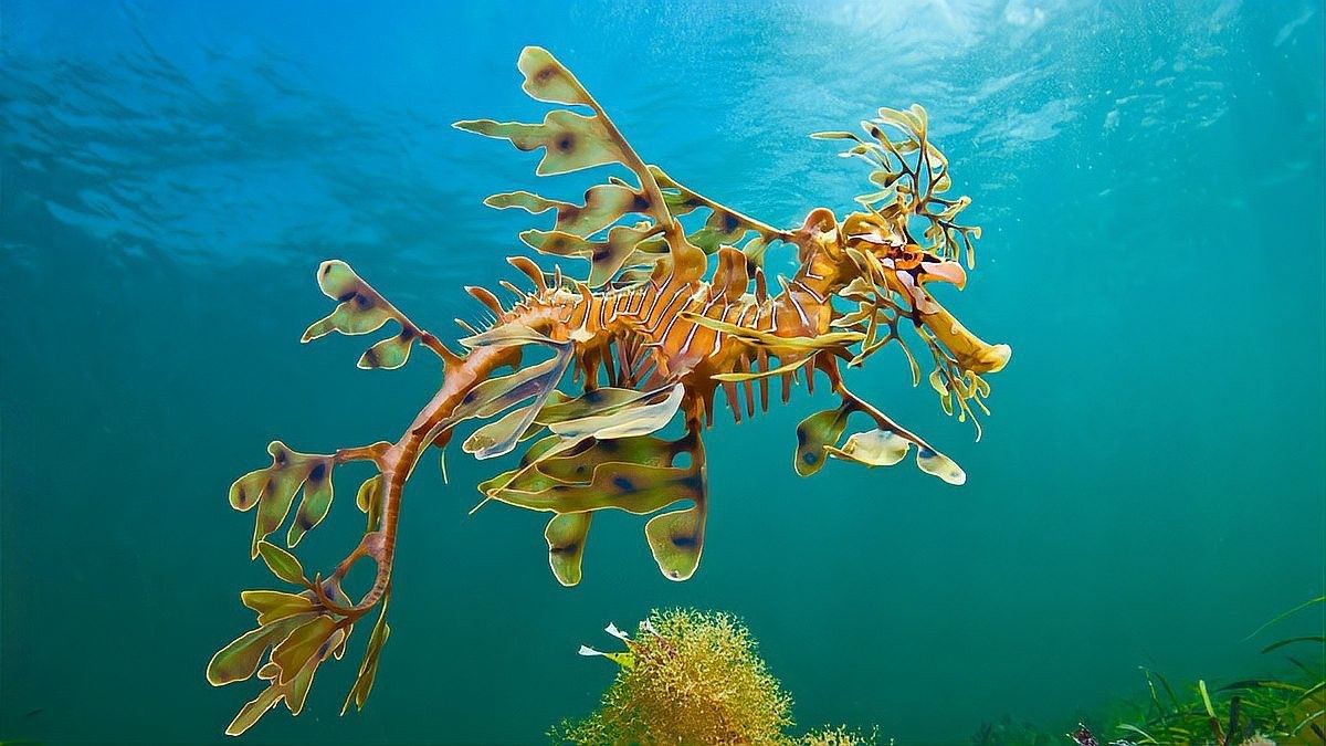 海龍魚(yú)如何繁殖
