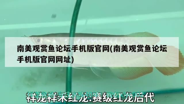 南美觀賞魚論壇手機(jī)版官網(wǎng)(南美觀賞魚論壇手機(jī)版官網(wǎng)網(wǎng)址)