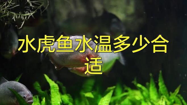 龍魚和虎魚的最佳飼養環境是什么