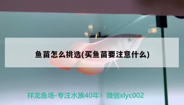 魚(yú)苗怎么挑選(買(mǎi)魚(yú)苗要注意什么)