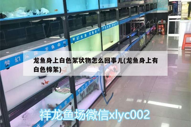 龍魚(yú)身上白色絮狀物怎么回事兒(龍魚(yú)身上有白色棉絮) 龍魚(yú)身上白色絮狀物怎么回事兒(龍魚(yú)身上有白色棉絮) 觀賞魚(yú)百科