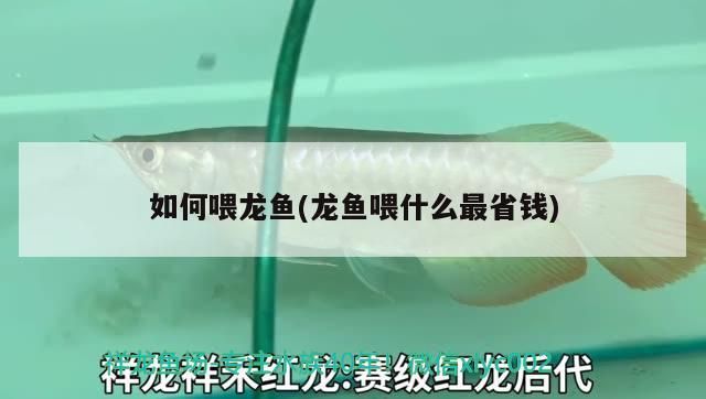 如何喂龍魚(龍魚喂什么最省錢) 如何喂龍魚(龍魚喂什么最省錢) 觀賞魚百科