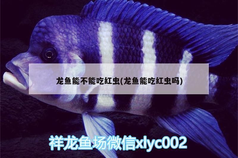 龍魚能不能吃紅蟲(龍魚能吃紅蟲嗎)