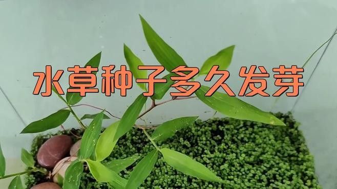 繁殖缸中水草的適宜生長速度（繁殖缸中水草的適宜生長速度對于水草的生長速度影響）