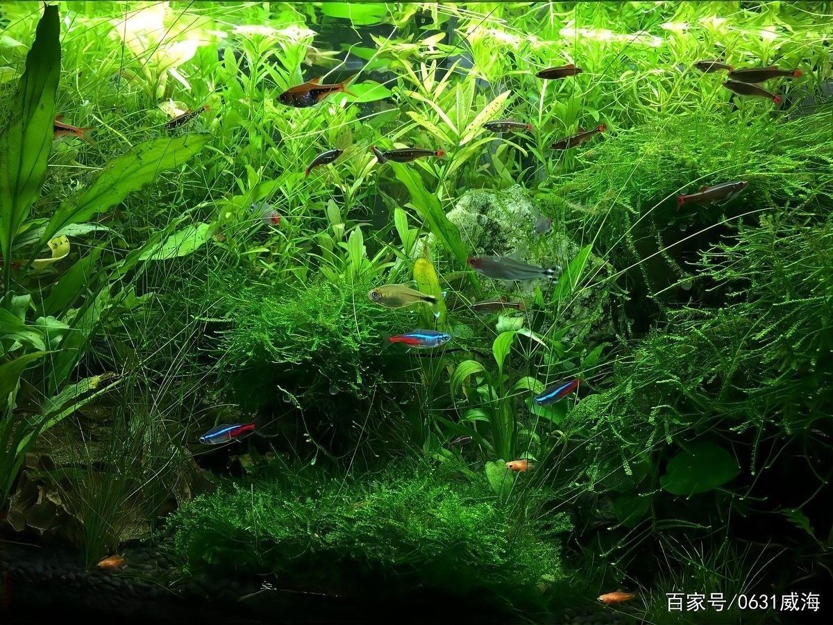 繁殖缸中水草的適宜生長速度（繁殖缸中水草的適宜生長速度對于水草的生長速度影響）