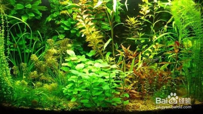 繁殖缸中水草的適宜生長速度（繁殖缸中水草的適宜生長速度對于水草的生長速度影響）