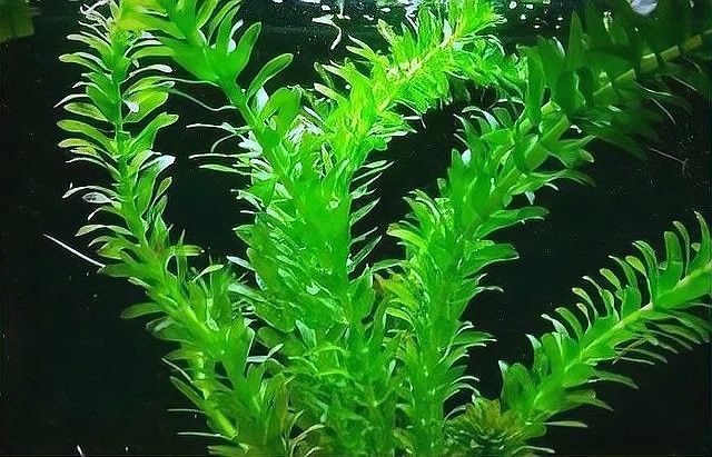 繁殖缸中水草的適宜生長速度（繁殖缸中水草的適宜生長速度對于水草的生長速度影響）